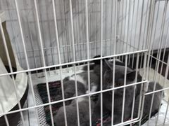 -夏家大锅台炖鱼馆