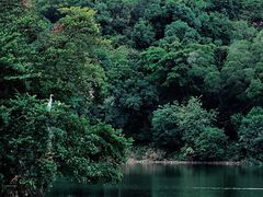-深圳仙湖植物园
