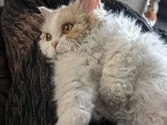 -伟伟宠物医院·瑞派猫友好医院·猫科(光谷店)