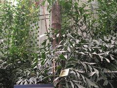 -呀路古热带植物园