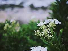 -广东惠东海龟国家级自然保护区