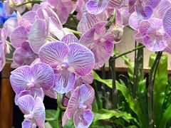 -双季花艺园艺市场(浦东店)