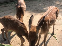 -祥源·阜阳生态乐园