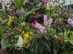-上海鲜花港