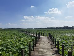 -西青郊野公园