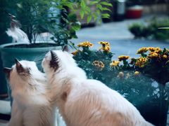 -东方名猫馆·英短金渐层布偶猫舍(环线广场1号楼店)