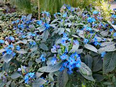 -国家植物园南园