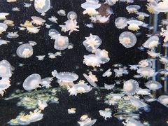 -太平洋海底世界