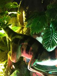 点击看大图 -恐龙探索乐园(磁器口店)