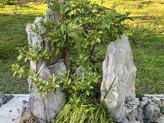 -扬州大运河文化旅游度假区·盆景园