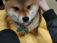 -逗柴咖啡屋·狗咖猫咖宠物桌游