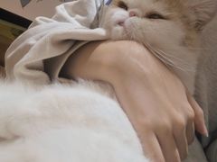 -滚猫咖啡·猫咖·猫友好撸猫(未来城店)