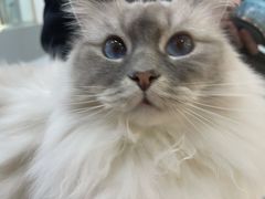 -糯米喵星人·撸猫猫舍咖啡馆(西市场嘉华店)