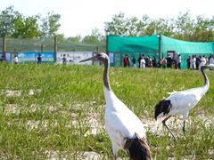 -盐城丹顶鹤湿地生态旅游区