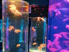 -秦皇岛新澳海底世界