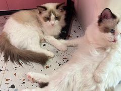 -毛绒耶耶撸宠馆·猫咖·狗咖·荷兰猪咖