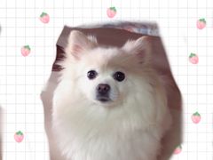 -momokira米努特·德文卷毛猫·棉花面纱犬