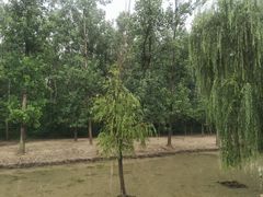 -溱湖国家湿地公园