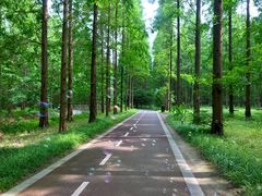 -黄海国家森林公园