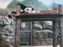 -武汉动物园