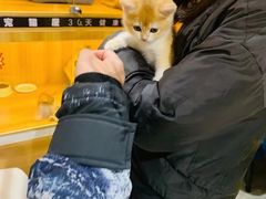 -欣宠猫屋·矮脚拿破仑·蓝金金渐层