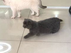 -鼓捣猫呢主题猫咖店