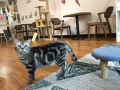 -猫爪屋猫咖(乐汇城店)