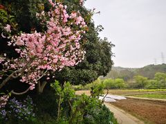 -八卦田遗址公园