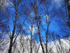 -塞罕坝国家级自然保护区