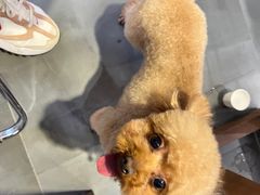 -爱宠屋pet shop·宠物洗澡·宠物美容