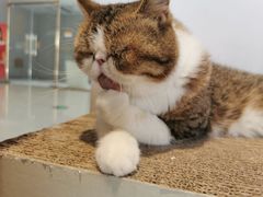 -瞄一喵猫咖(格力海岸店)