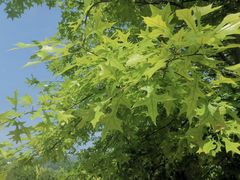 -北京西山国家森林公园