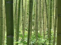 -黄海国家森林公园