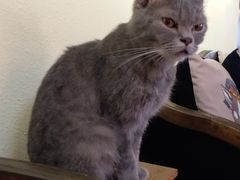 -more than meow吴止猫主题餐厅(承德 中船汇店)