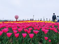 -荷兰花海