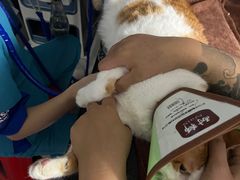 -宠颐生动物医院·猫科·心脏科(海口分院)