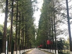 -黄海国家森林公园