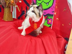 -爱洗澡的猫(望京店)
