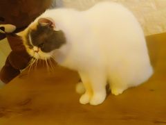 -平行世界·猫咖(首经贸店)
