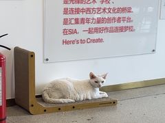 -SIA国际艺术留学·作品集辅导(海淀校区)