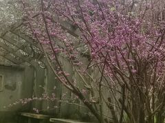 -杭州植物园