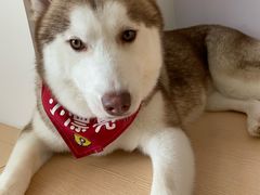 -Husky Go! 哈士奇体验馆·宠物咖啡厅狗咖