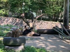 -都江堰中华大熊猫苑