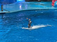 -海合安成都极地海洋公园
