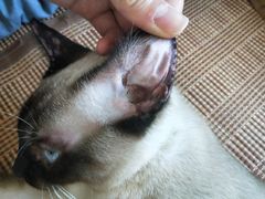 -达爱动物医院·犬猫分区·CT·复杂眼科(远洋山水分院)