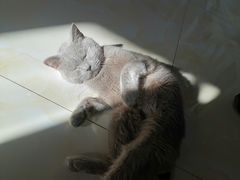 -欧奕国际动物医院