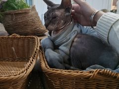-共舞时光猫咖·狗咖(新街口店)