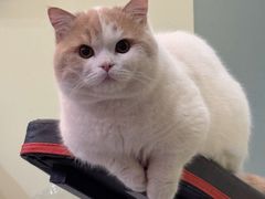 -欣宠猫屋·矮脚拿破仑·蓝金金渐层