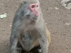 -黔灵山公园