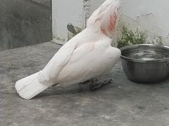 -成都动物园